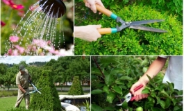 CHĂM SÓC VÀ DUY TRÌ CẢNH QUAN